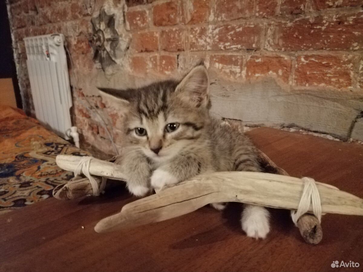 Котенок (котята) купить на Зозу.ру - фотография № 4