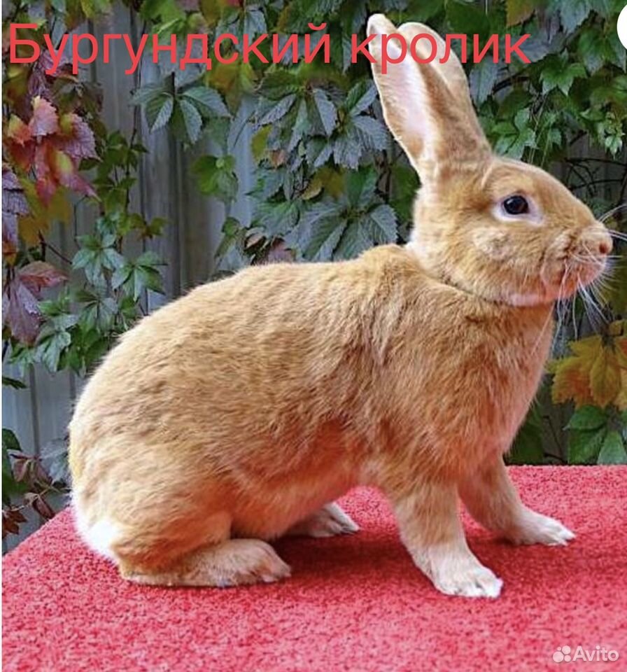 Кролик купить на Зозу.ру - фотография № 3