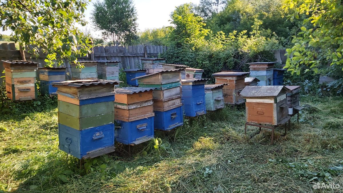 Пчелиные улья купить на Зозу.ру - фотография № 1