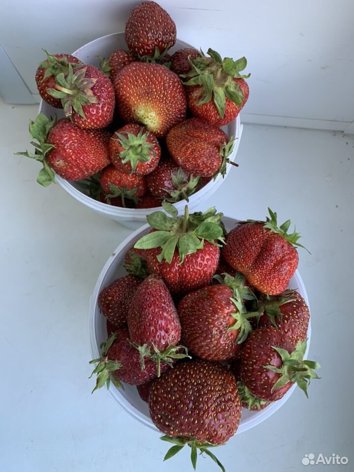 Свежие ягоды купить на Зозу.ру - фотография № 3