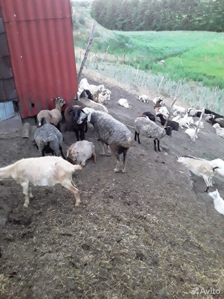 Бараны, козы, овцы купить на Зозу.ру - фотография № 3