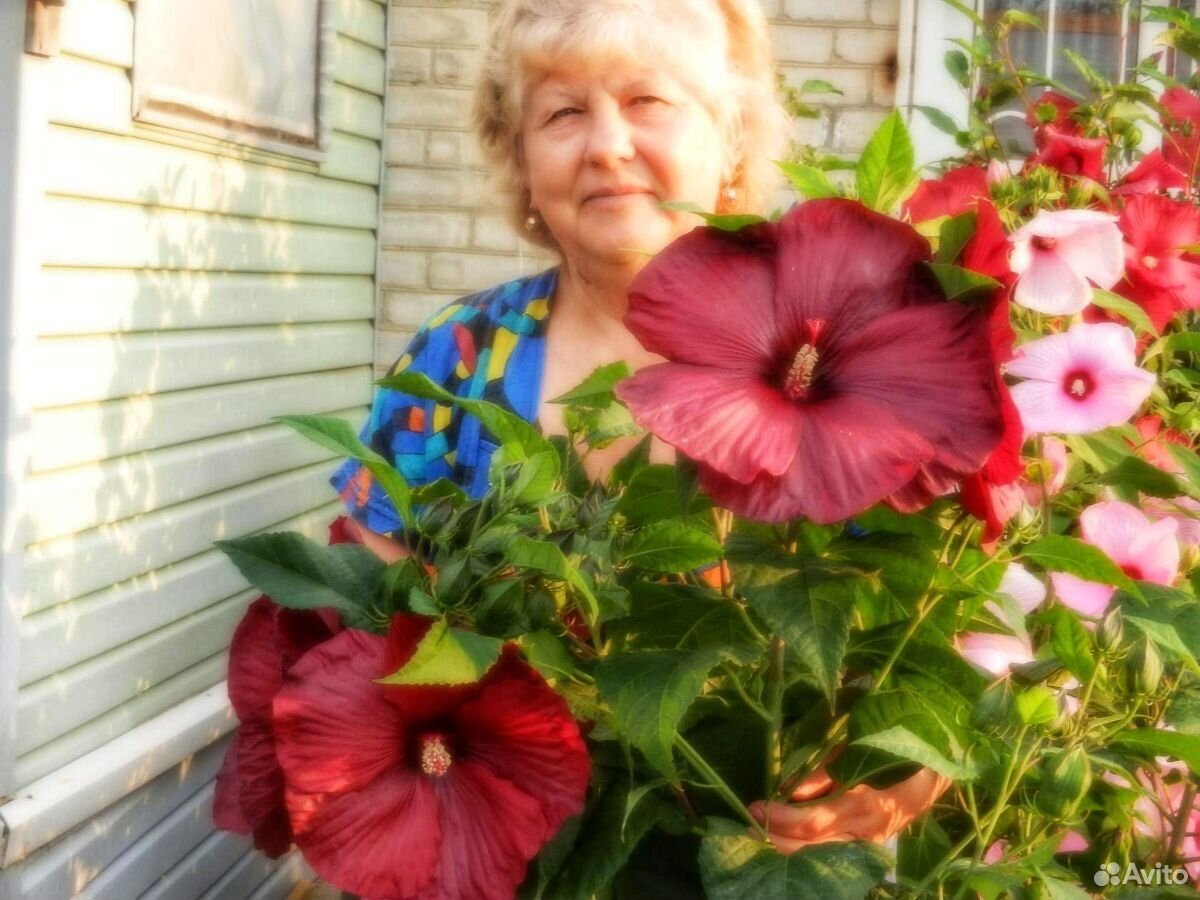 Продажа многолетних цветов и кустарников купить на Зозу.ру - фотография № 1