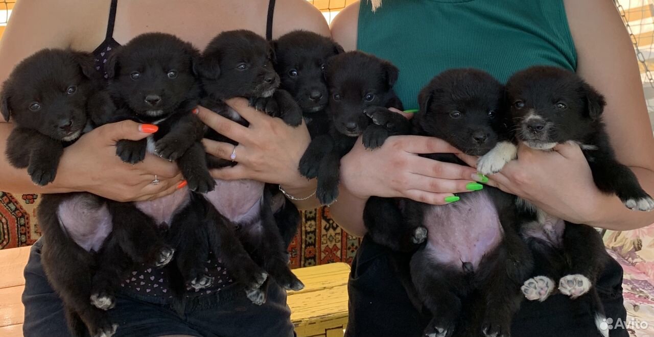 4-недельные щенки ищут хозяев купить на Зозу.ру - фотография № 2