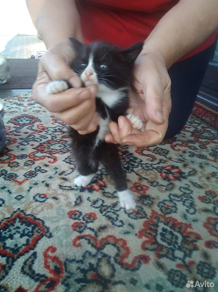 Подарю котят в Яхроме купить на Зозу.ру - фотография № 1