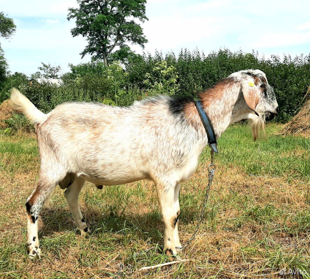 Нубийский козёл на племя купить на Зозу.ру - фотография № 1