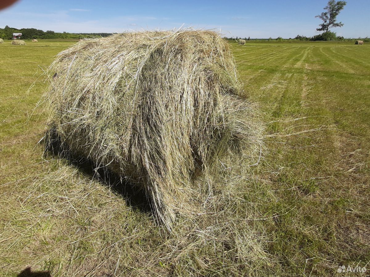 Купить пресс сено на авито. Сено Луговое. Эспарцетовое сено для овец. Покажи на авито сено в Ростовской области.