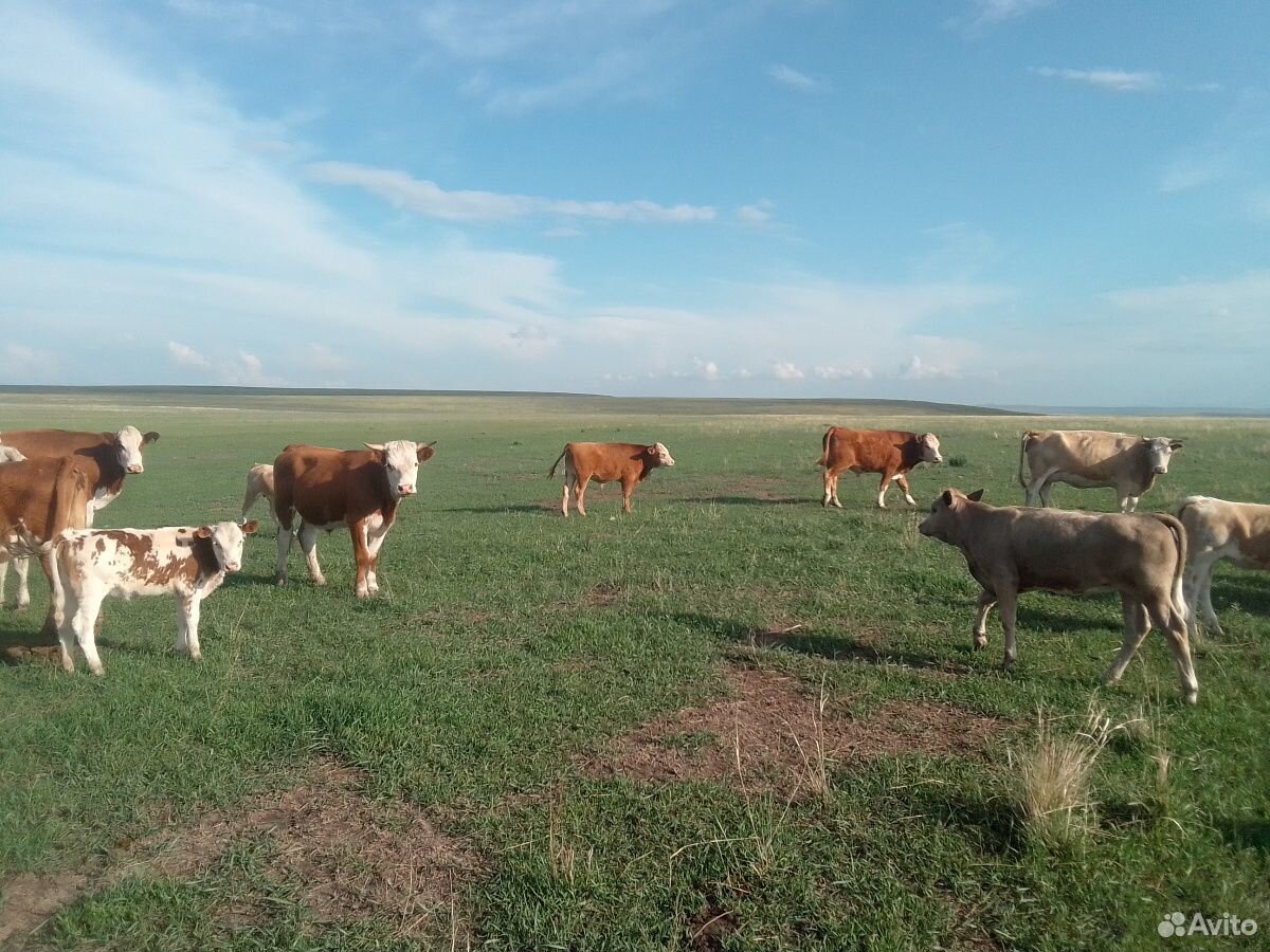 Два бычка и корова стельнная купить на Зозу.ру - фотография № 4