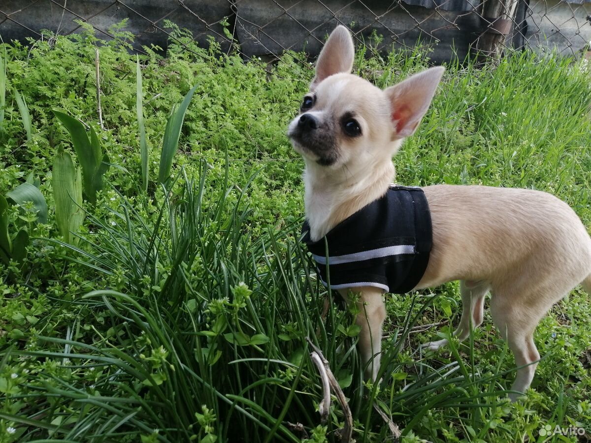 чихуахуа для вязок. спаривание чихуахуа. чихуахуа новосибирск. чихуахуа для вязок. чихуахуа для вязок.