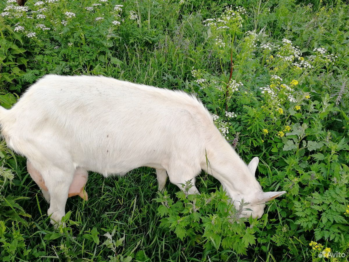 Продам козу молочной породы купить на Зозу.ру - фотография № 1