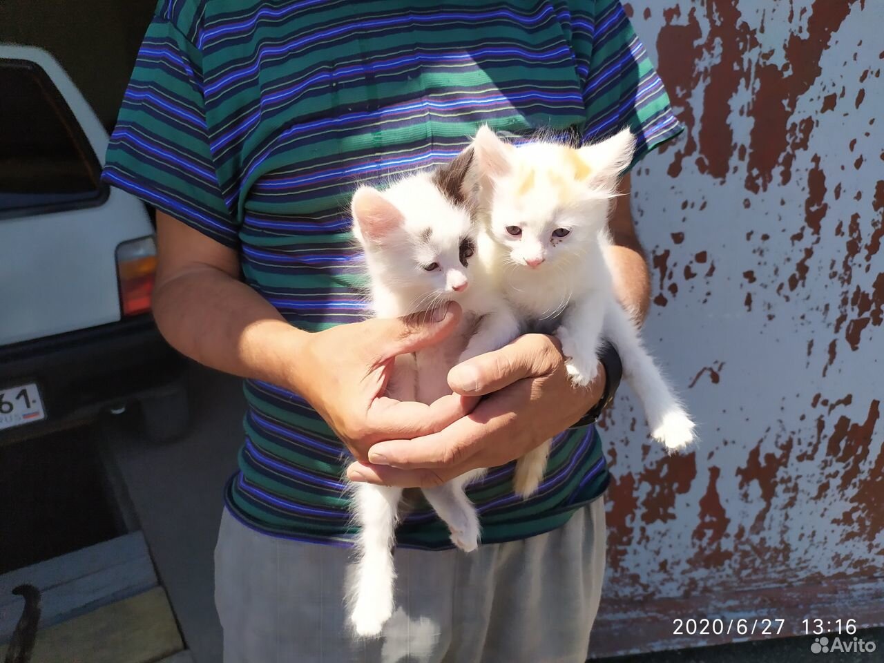 Два котика ищут дом купить на Зозу.ру - фотография № 2