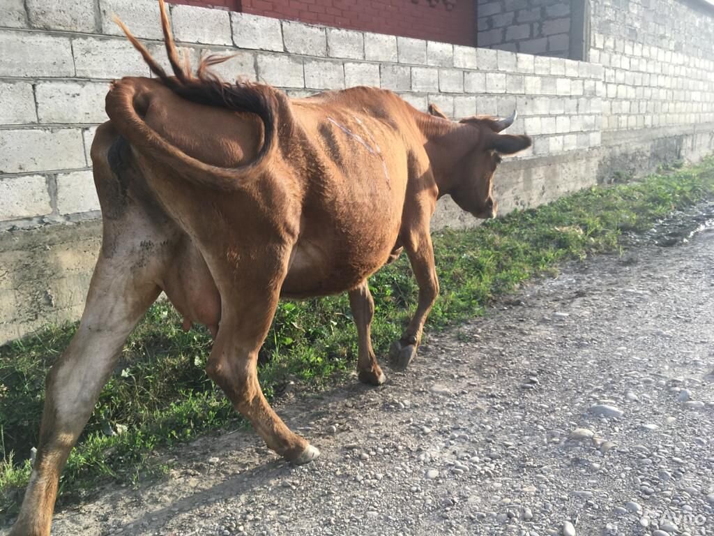 Корова с теленком(телкой) купить на Зозу.ру - фотография № 2