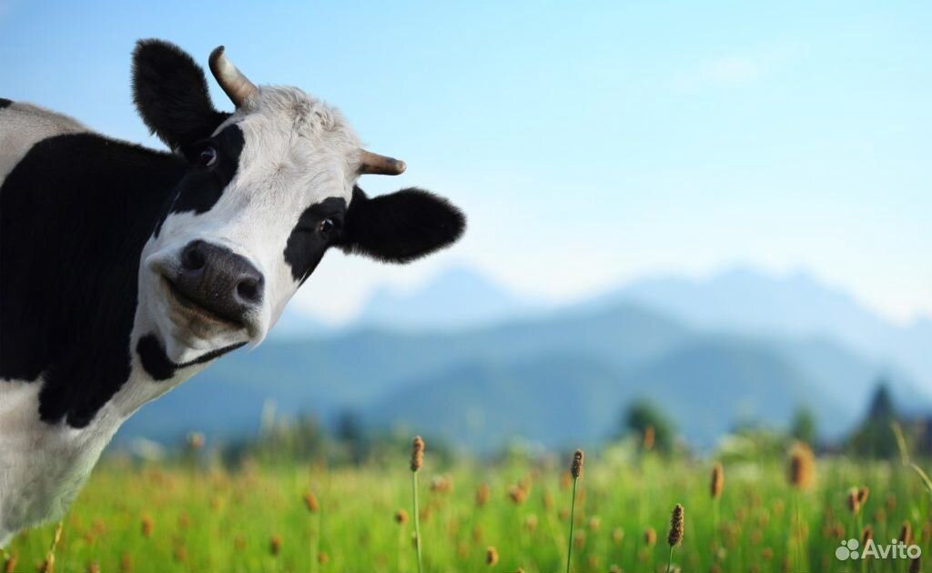 Коровье молоко купить на Зозу.ру - фотография № 1