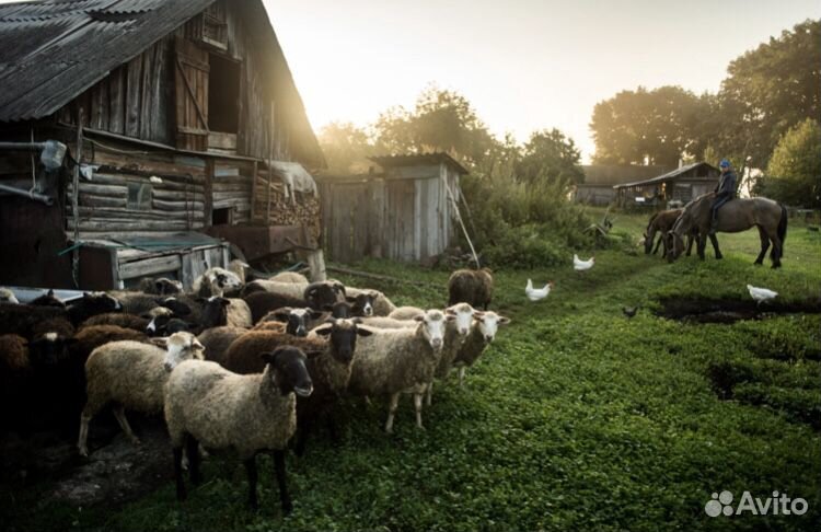 Овцы на Курбан-Байрам купить на Зозу.ру - фотография № 2