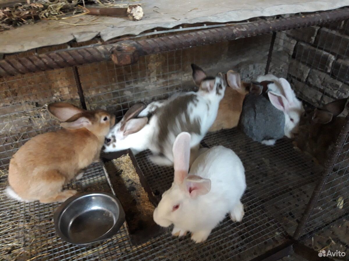 Молодые домашние кролики купить на Зозу.ру - фотография № 4