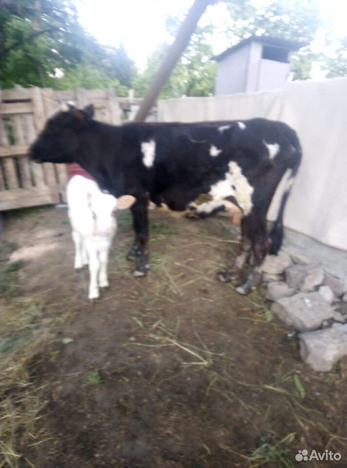 Коровы с телятами купить на Зозу.ру - фотография № 2