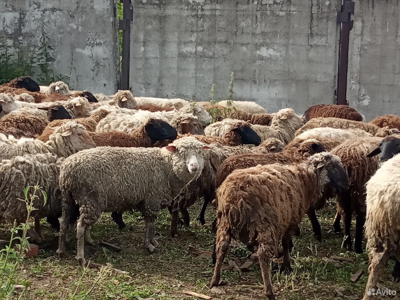 Овцы Бараны купить на Зозу.ру - фотография № 2
