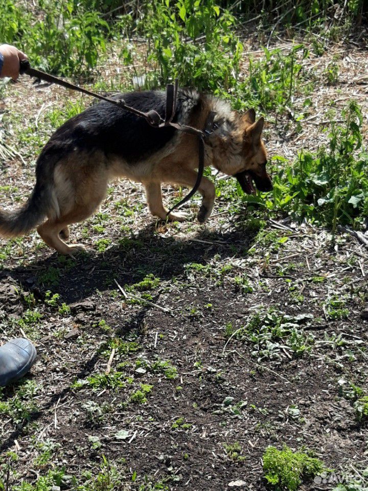 Умная активная красивая собака чистопородный немец купить на Зозу.ру - фотография № 4