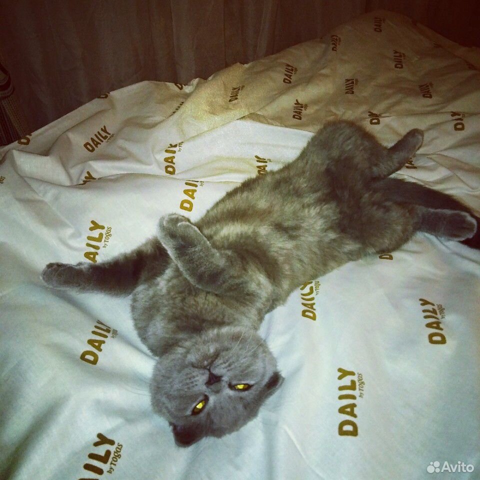 Продаем котят купить на Зозу.ру - фотография № 1