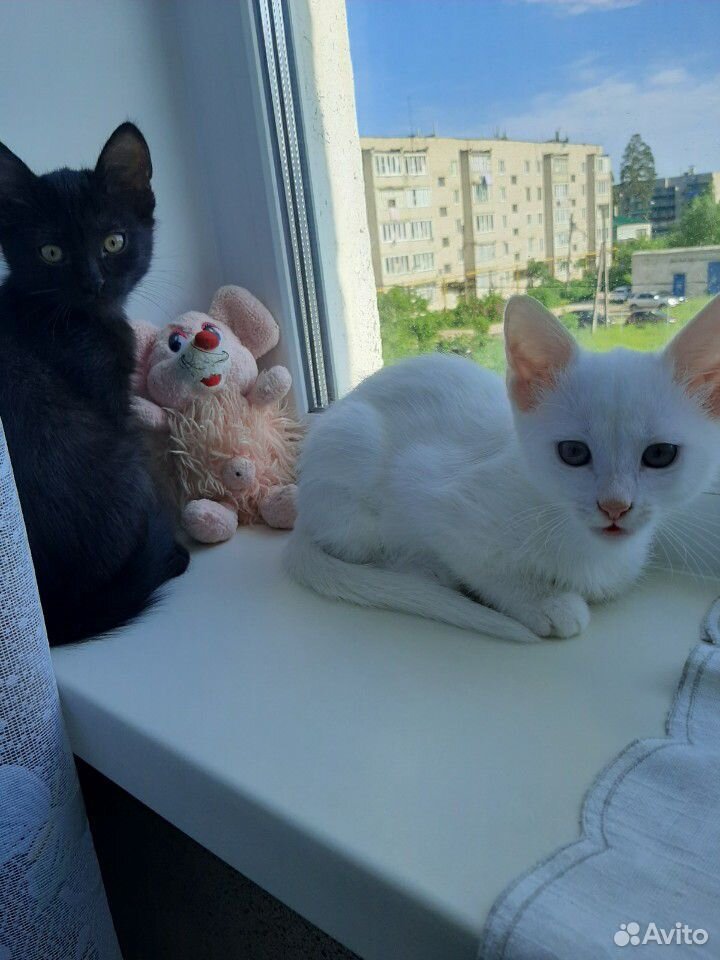 Кот и кошечка ждут добрые ручки купить на Зозу.ру - фотография № 1