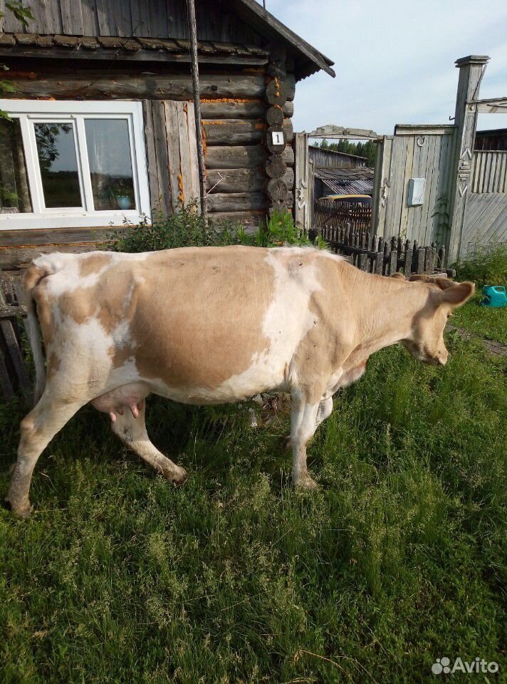 Корова молодая купить на Зозу.ру - фотография № 1