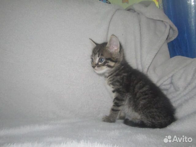Отдадим котят, возраст 1 месяц купить на Зозу.ру - фотография № 2