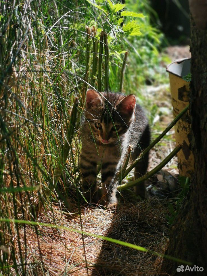 Маленький тигрёнок(котенок) в добрые руки купить на Зозу.ру - фотография № 1