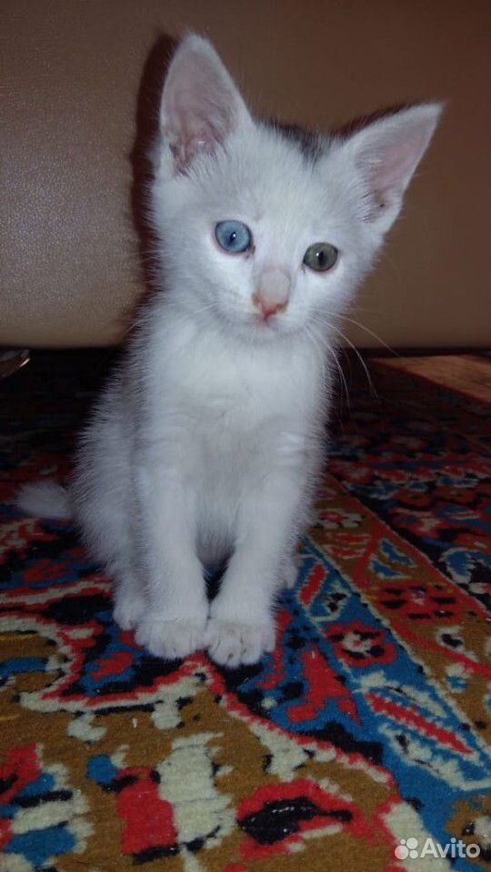 Котенок с разными глазками купить на Зозу.ру - фотография № 4