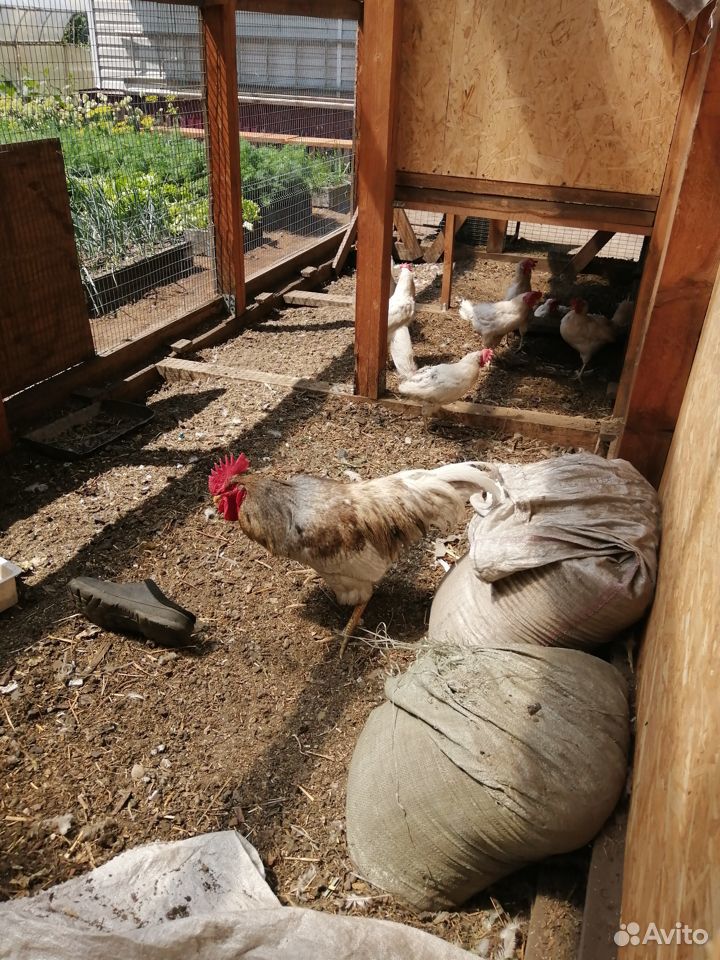 Цыплята доминанты купить на Зозу.ру - фотография № 6