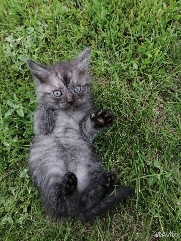 Котятам 1,5 месяца, ищут дом купить на Зозу.ру - фотография № 3