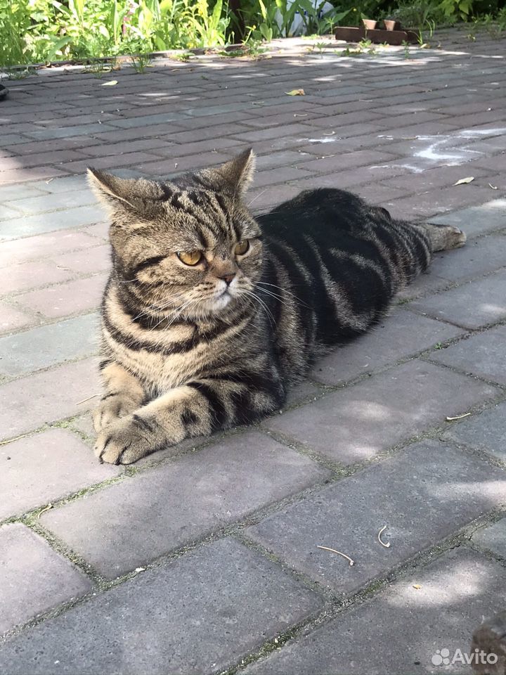 Потерялась кошка купить на Зозу.ру - фотография № 1