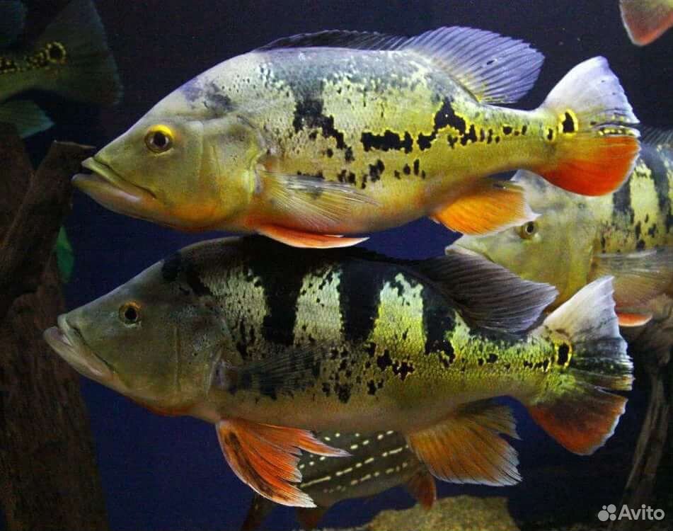Рыба Цихла Оцеллярис (Cichla ocellaris) купить на Зозу.ру - фотография № 1