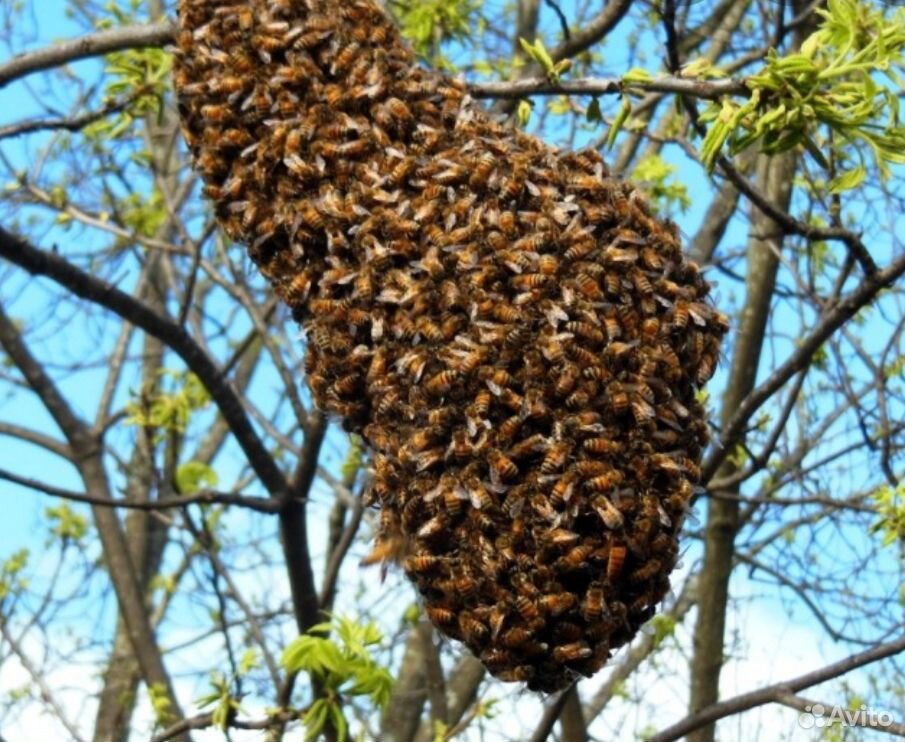 Пчелиные рои купить на Зозу.ру - фотография № 2