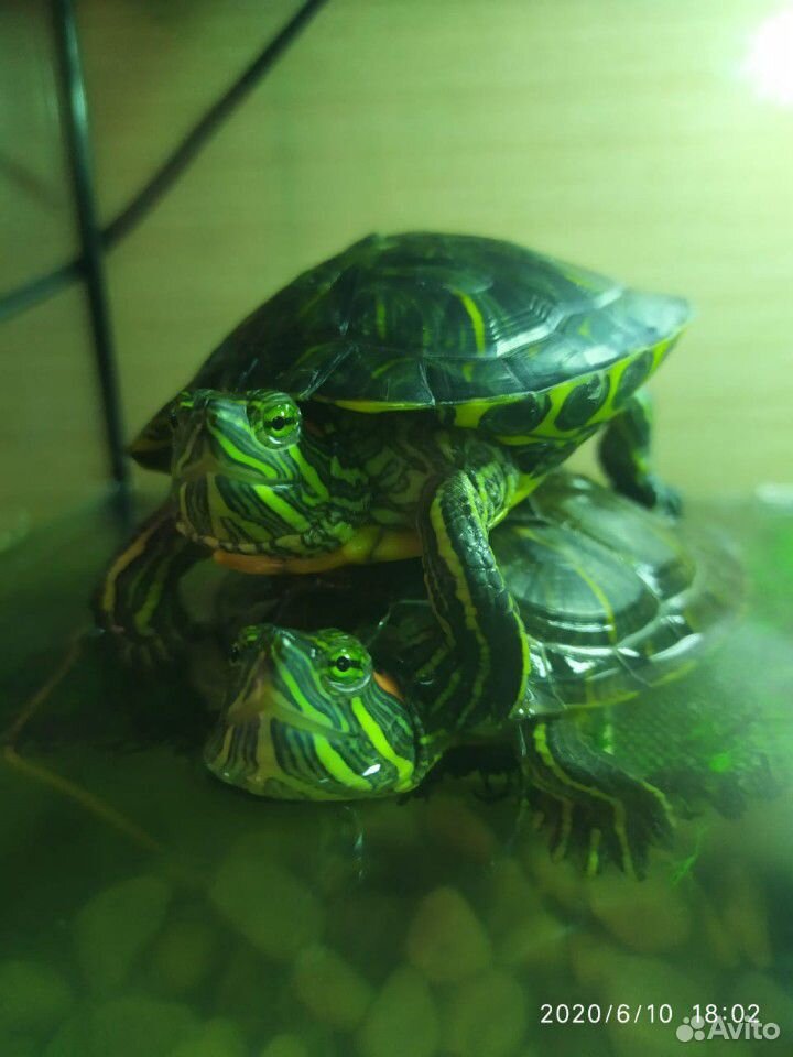 2 красноухие черепахи +набор для черепах+террариум купить на Зозу.ру - фотография № 7