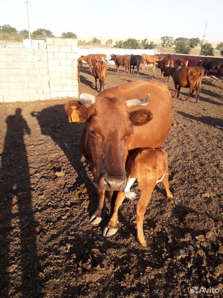 Корова с теленок и бычок купить на Зозу.ру - фотография № 2