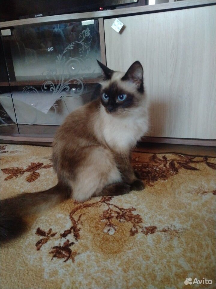 Сиамские котята купить на Зозу.ру - фотография № 9