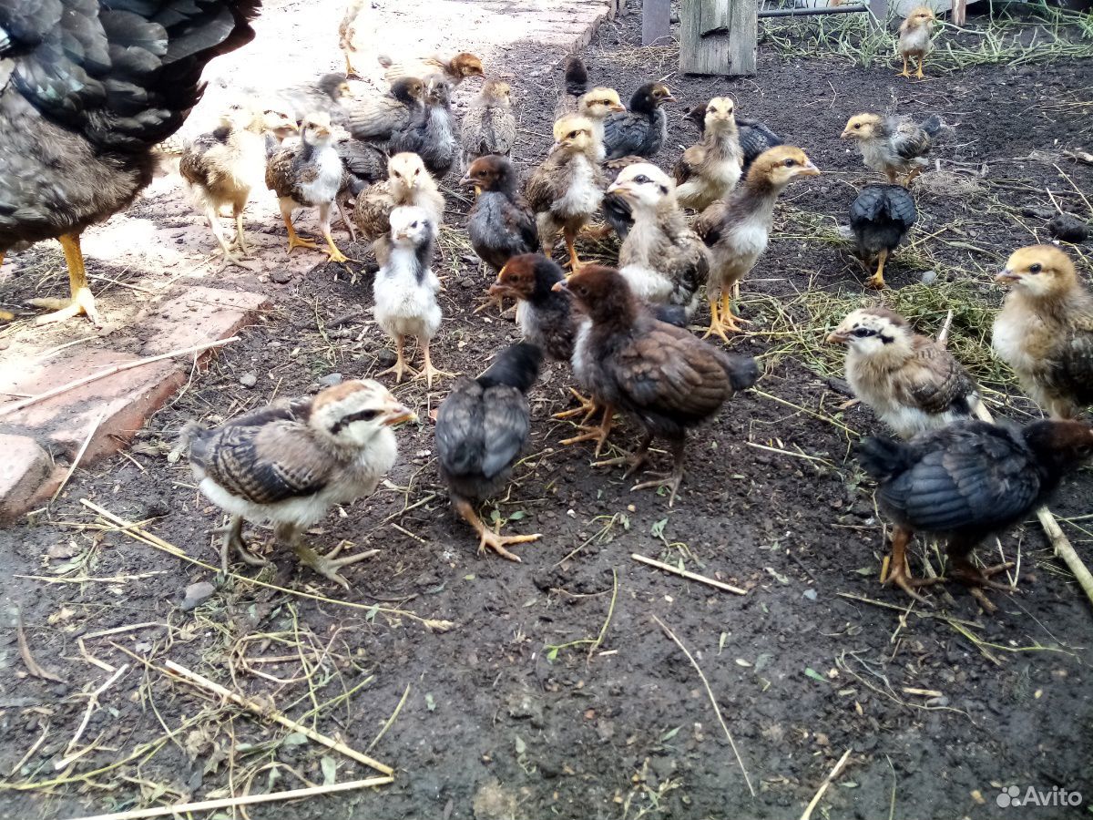 Цыплята 2-х недельные (несушки домашние) купить на Зозу.ру - фотография № 2