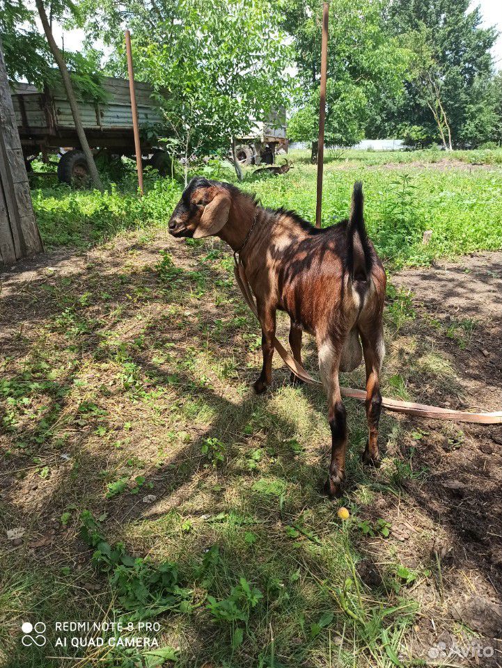 Продается англо-нубийский козёл купить на Зозу.ру - фотография № 2