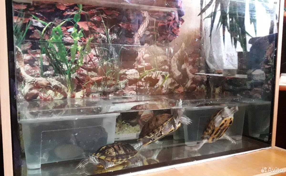 Аквариум с черепахами купить на Зозу.ру - фотография № 1