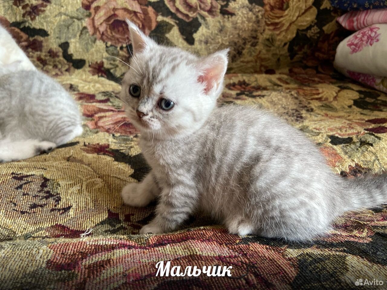 Британские котята (чистокровные) купить на Зозу.ру - фотография № 4
