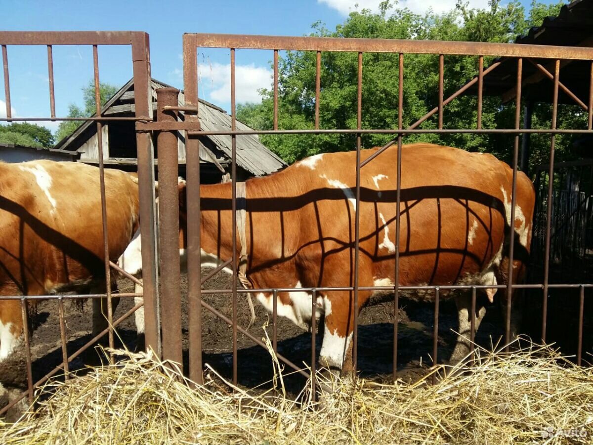 Продам корову телку купить на Зозу.ру - фотография № 1