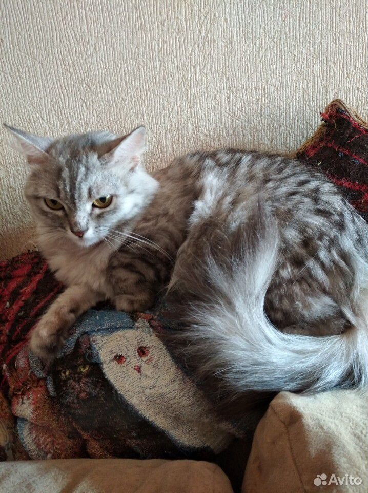 Кошка Коша купить на Зозу.ру - фотография № 5