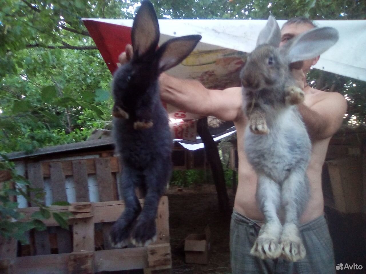 Кролик Фландер.6 месяцев,крольчата 3 месяца купить на Зозу.ру - фотография № 5