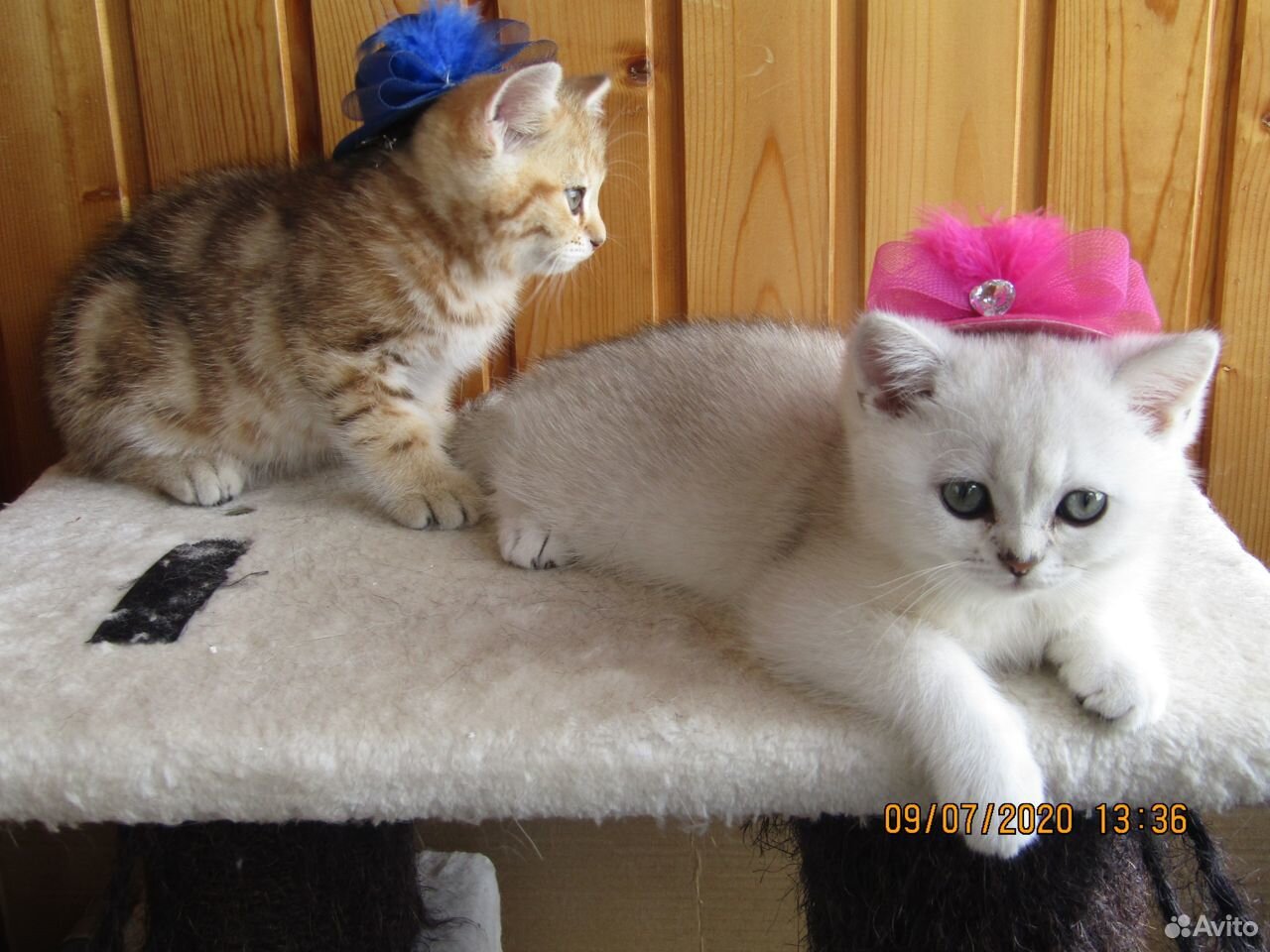 Плюшевые шотландские котята купить на Зозу.ру - фотография № 7
