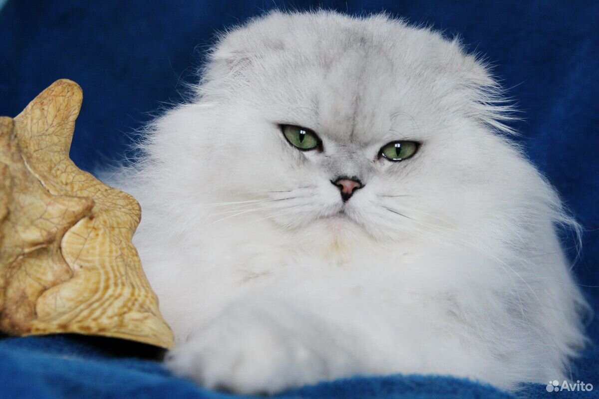 Вязка Титулованный шотландский вислоухий кот купить на Зозу.ру - фотография № 1