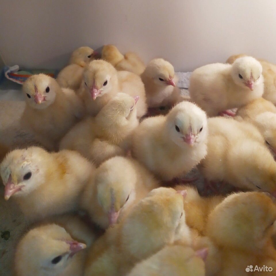 Цыплята В-77 20 шт минимясные палевые купить на Зозу.ру - фотография № 1