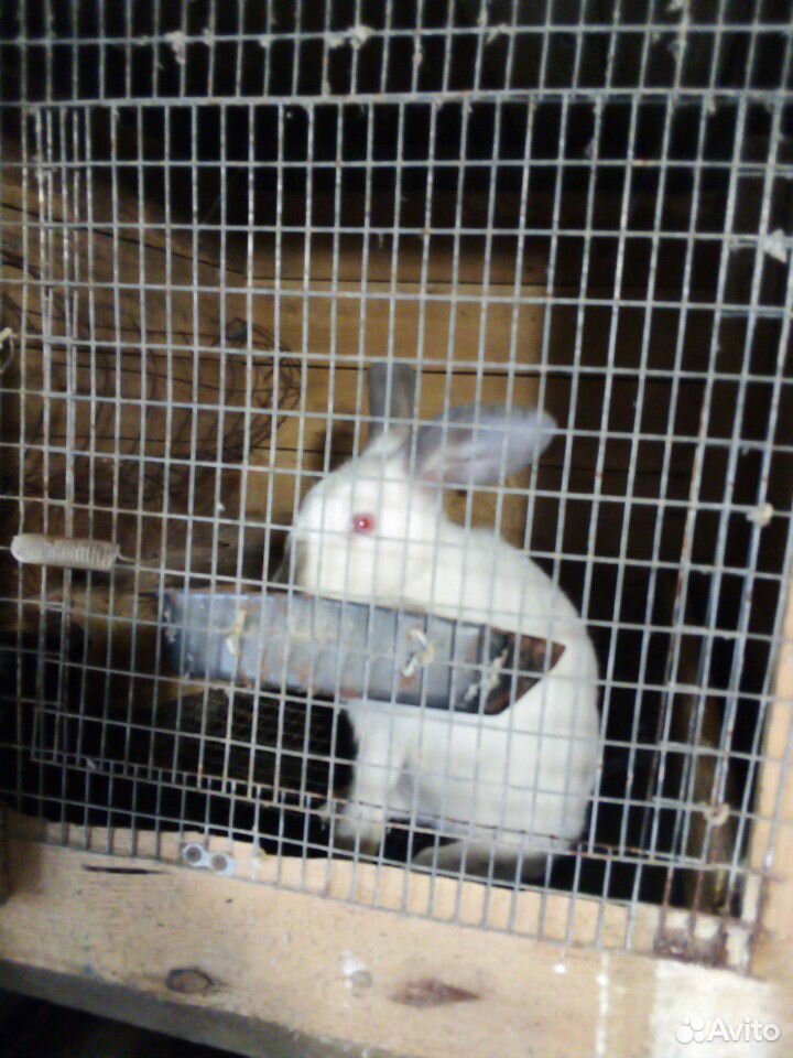 Кролики мясной породы купить на Зозу.ру - фотография № 5