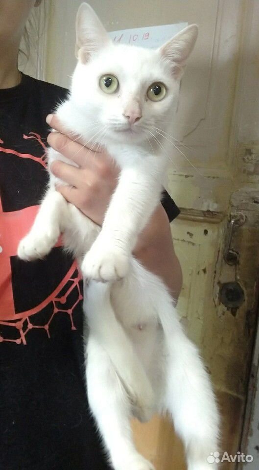 Кошка Бэлла в добрые руки купить на Зозу.ру - фотография № 1