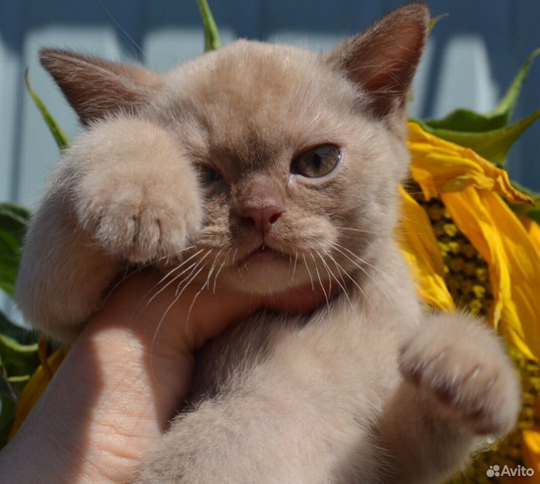 Бурманская-кот купить на Зозу.ру - фотография № 2