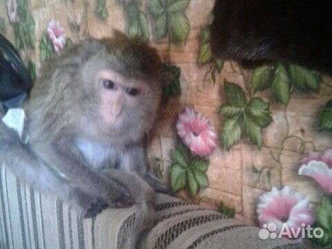 Яванская взрослая ручная обезьянка купить на Зозу.ру - фотография № 5