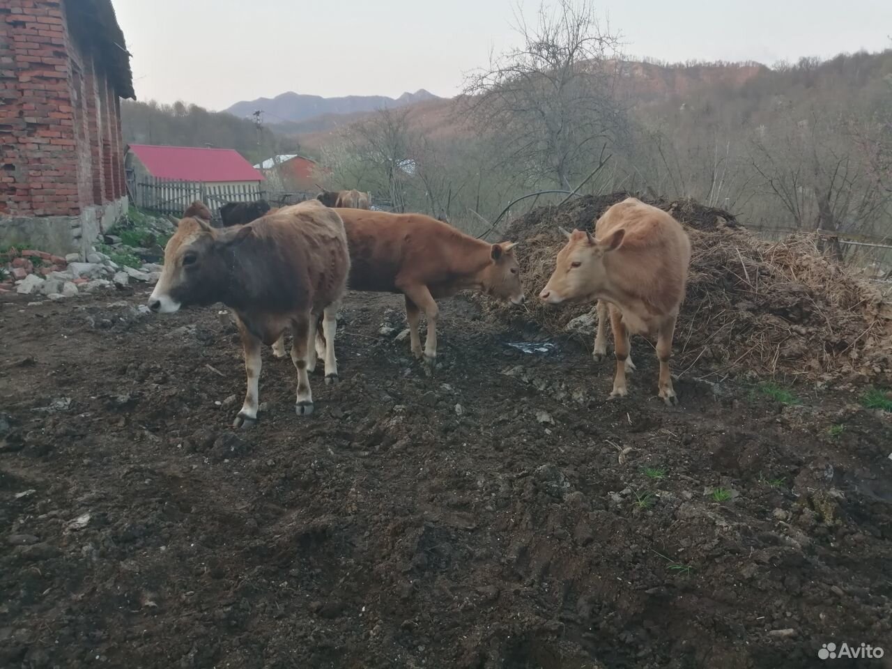Продаю коров, телят, бычков, баранов купить на Зозу.ру - фотография № 3